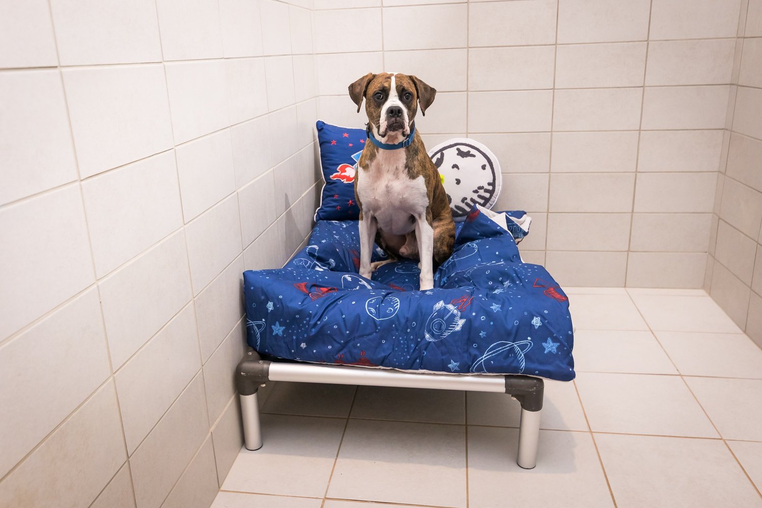 Tierpension Madison AL | Betreuung & Pflege